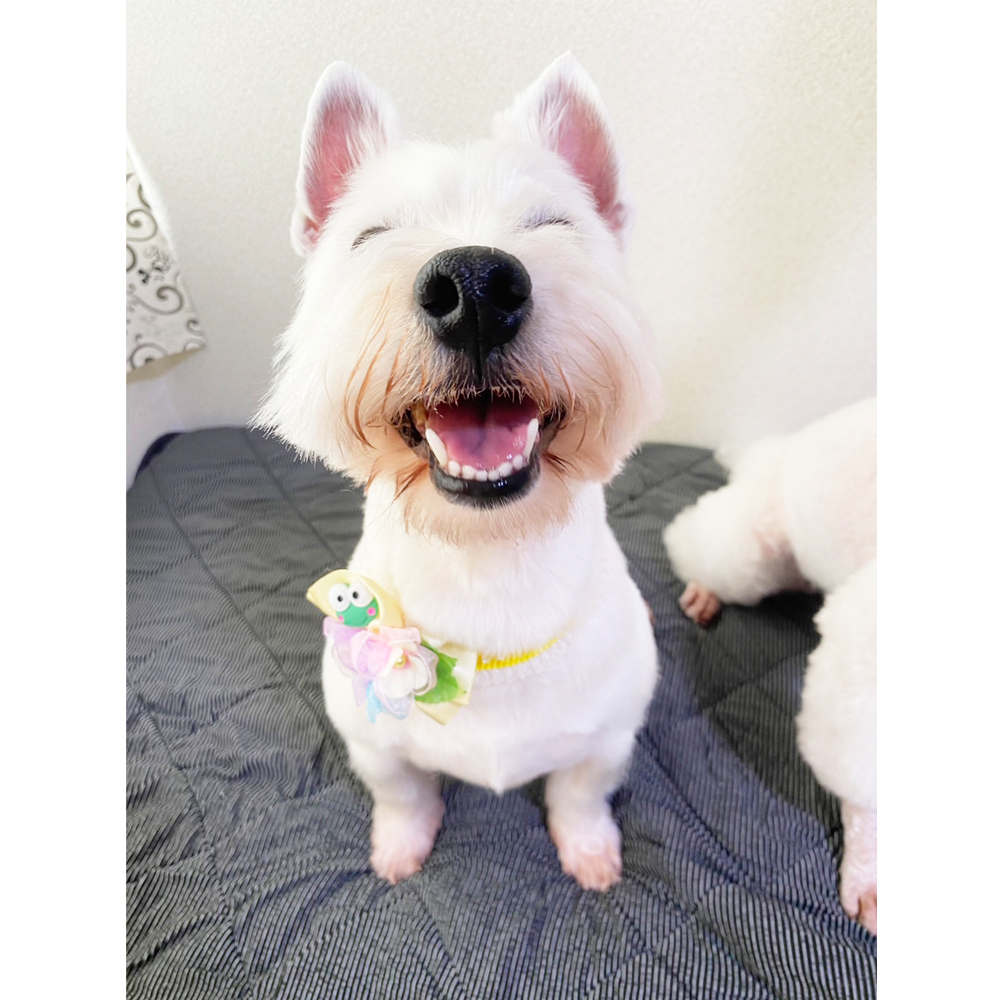卒業犬のグミちゃんとひのでちゃん☆
